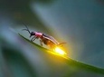 Sic - Kuala Selangor Firefly Tour 