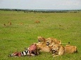 7 Days Lewa Conservancy & Maasai Mara Luxury Safari
