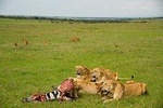 7 Days Lewa Conservancy & Maasai Mara Luxury Safari