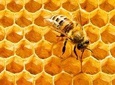  Big Bee farm Pattaya ( Entry & Return Transfers)