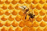  Big Bee farm Pattaya ( Entry & Return Transfers)