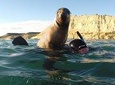 Snorkeling with Sea Lions