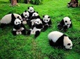 1 day Giant Panda & Leshan Buddha Mini Group tour