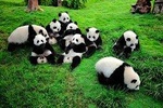 1 day Giant Panda & Leshan Buddha Mini Group tour