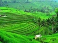 Amazing Jatiluwih UNESCO Rice Terrace Cultural Heritage Tour