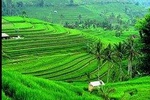 Amazing Jatiluwih UNESCO Rice Terrace Cultural Heritage Tour