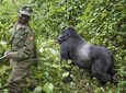3 Days Gorilla trekking in Bwindi National Park 