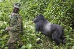 3 Days Gorilla trekking in Bwindi National Park 