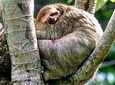 Manuel Antonio National park afternoon wildlife experience