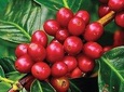 Coffee Tour : Ethiopian Coffee Tasting, Coffee Ceremony, Coffee Plantation visit