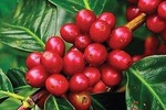 Coffee Tour : Ethiopian Coffee Tasting, Coffee Ceremony, Coffee Plantation visit