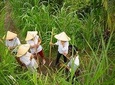 Bali Pure trek with spiritual journey, purification ceremony, local priest -Ubud