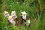 Bali Pure trek with spiritual journey, purification ceremony, local priest -Ubud