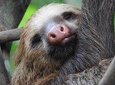 Sloth Tour Manuel Antonio National Park