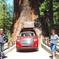 Redwood National Park Tour 2-Day Private Tour Package Hotel Included 