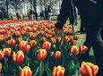 Private Keukenhof Tulip Fields & Millions of Flower Sightseeing Tour From A'dam