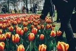 Private Keukenhof Tulip Fields & Millions of Flower Sightseeing Tour From A'dam