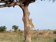 Adventurous 4 Days Maasai Mara - Lake Nakuru Safari