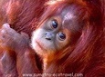 FAMILY JUNGLE TOUR: Orangutan Trek (4-hours hike) by EcoTravel Bukit Lawang