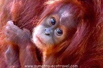 FAMILY JUNGLE TOUR: Orangutan Trek (4-hours hike) by EcoTravel Bukit Lawang