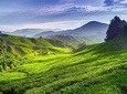 Cameron Highland Day Tour