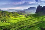 Cameron Highland Day Tour