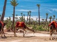 Marrakesh day trip with camel ride from Casablanca