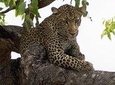 3 Days Explore Selous Game Reserve + Boat safari + bushman walking