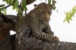 3 Days Explore Selous Game Reserve + Boat safari + bushman walking