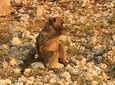 Full day chobe game drive, Guided tour of Falls & 15 mins helicopter flight