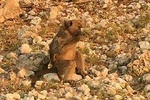 Full day chobe game drive, Guided tour of Falls & 15 mins helicopter flight