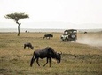 4 Days Masai Mara and Lake Nakuru National Park Private Luxury Safari 