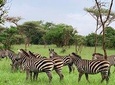 Multi-Day Wildlife Tour in Akagera National Park 