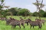 Multi-Day Wildlife Tour in Akagera National Park 