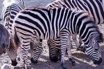 6-Days Mwanza - Serengeti (MIGRATION SAFARI), Ngorongoro, Tarangire & Manyara 
