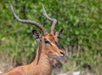 3 Days Tanzania Safari -Serengeti & Ngorongoro-With- Burigi Chato Safaris Co LTD