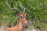 3 Days Tanzania Safari -Serengeti & Ngorongoro-With- Burigi Chato Safaris Co LTD