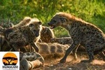 3 Night 4 Days Kruger park Safari Package