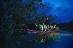 Amazing Kuala Selangor Fireflies Tour - Sic