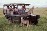 Private 5 Days Ol pejeta, Lake Naivasha & Masai Mara Safari 