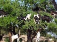  Essaouira full-Day tour From Marrakech