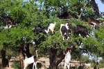  Essaouira full-Day tour From Marrakech