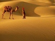 Dubai Desert Safari & BBQ Dinner with Live Belly Dance,Fire Show, Tanura Show 