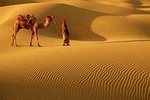 Dubai Desert Safari & BBQ Dinner with Live Belly Dance,Fire Show, Tanura Show 