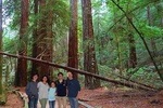 Private Russian River Day Trip from San Francisco: Redwoods and Wine Country