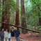 Private Russian River Day Trip from San Francisco: Redwoods and Wine Country