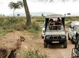  2-Day and 1 night Mikumi Safari Game Drive