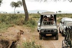  2-Day and 1 night Mikumi Safari Game Drive