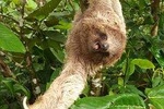 Private Tour of Birds and Sloths in Bijagua de Upala