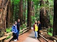 Half-Day Private Tour of Muir Woods & Sausalito from San Francisco